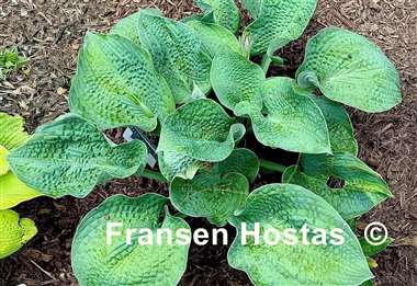 Hosta Jersey Green Kale